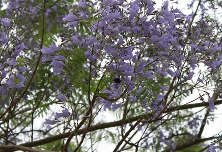 蓝花楹大树价格-蓝花楹什么时候开花，几年开花