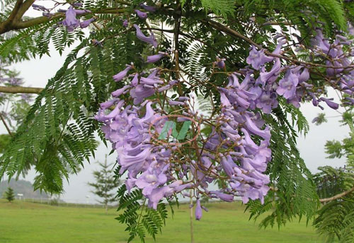 蓝花楹开了