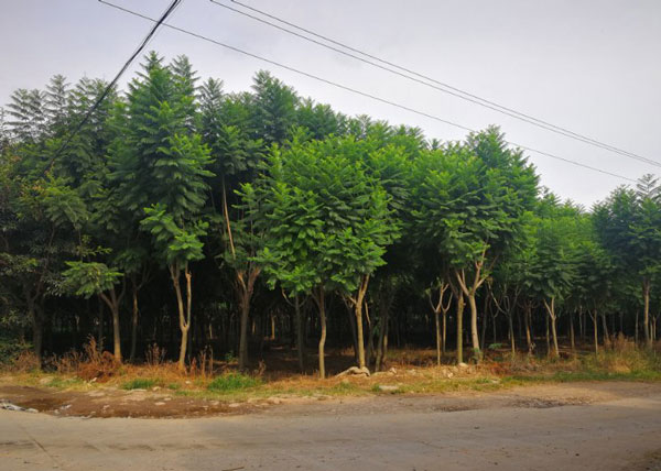 蓝花楹苗木种植基地