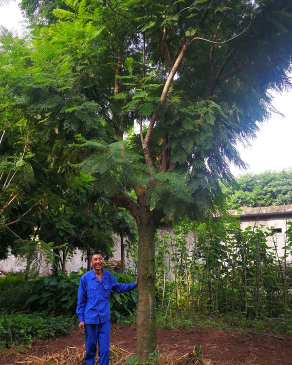 广东蓝花楹成品树