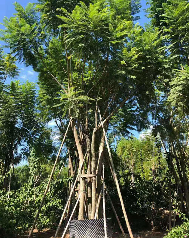 蓝花楹种植基地