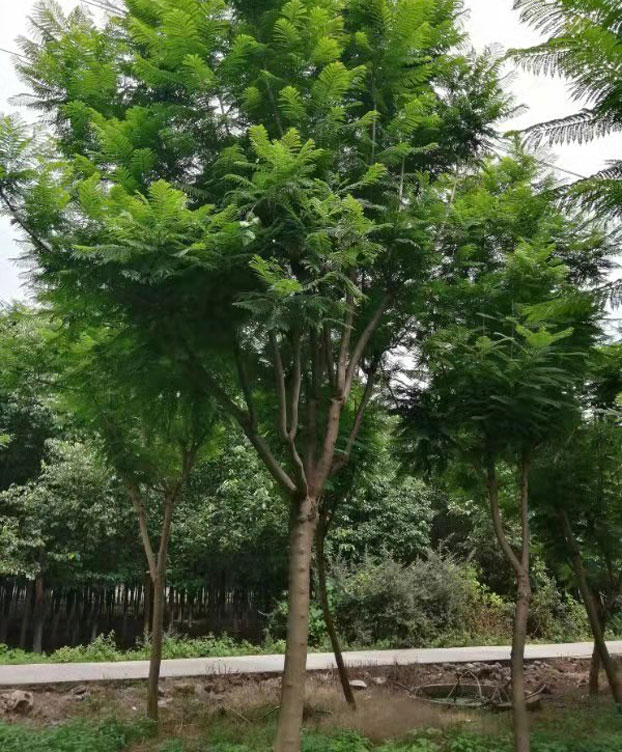 蓝花楹基地展示