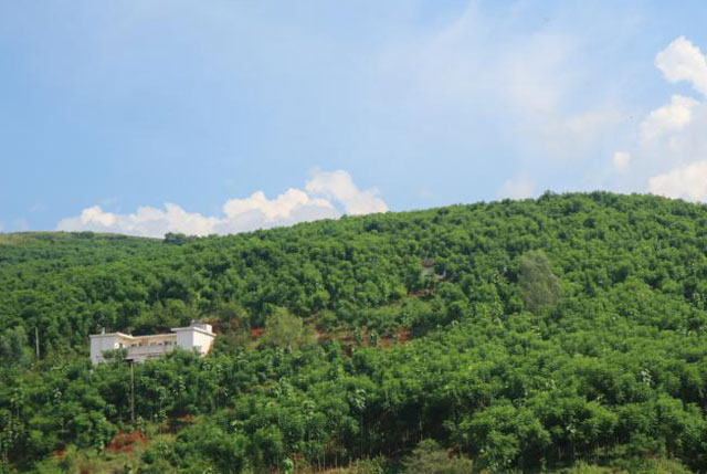 蓝花楹基地全景图