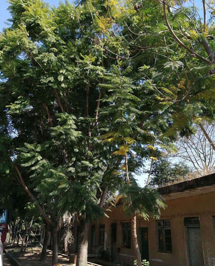 蓝花楹哪有-西昌蓝花楹栽植成活率比福建广东等地高