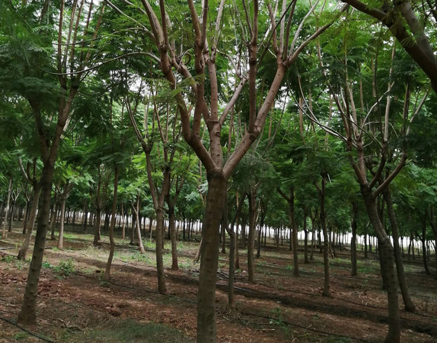 蓝花楹自产自销