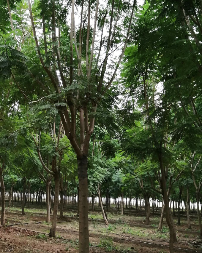 蓝花楹种植基地直销