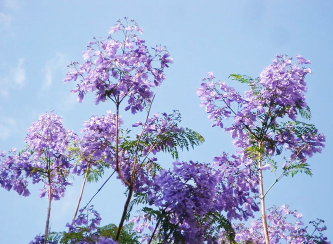 开花的蓝花楹树