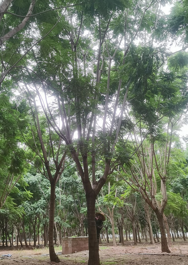 景观树蓝花楹展示