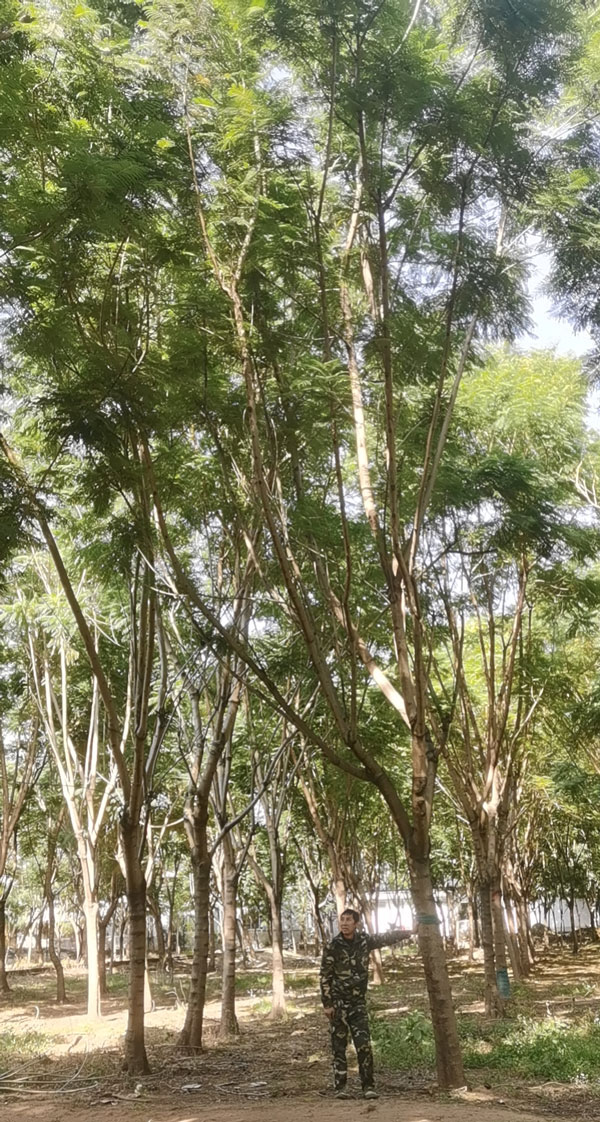 蓝花楹实拍图片